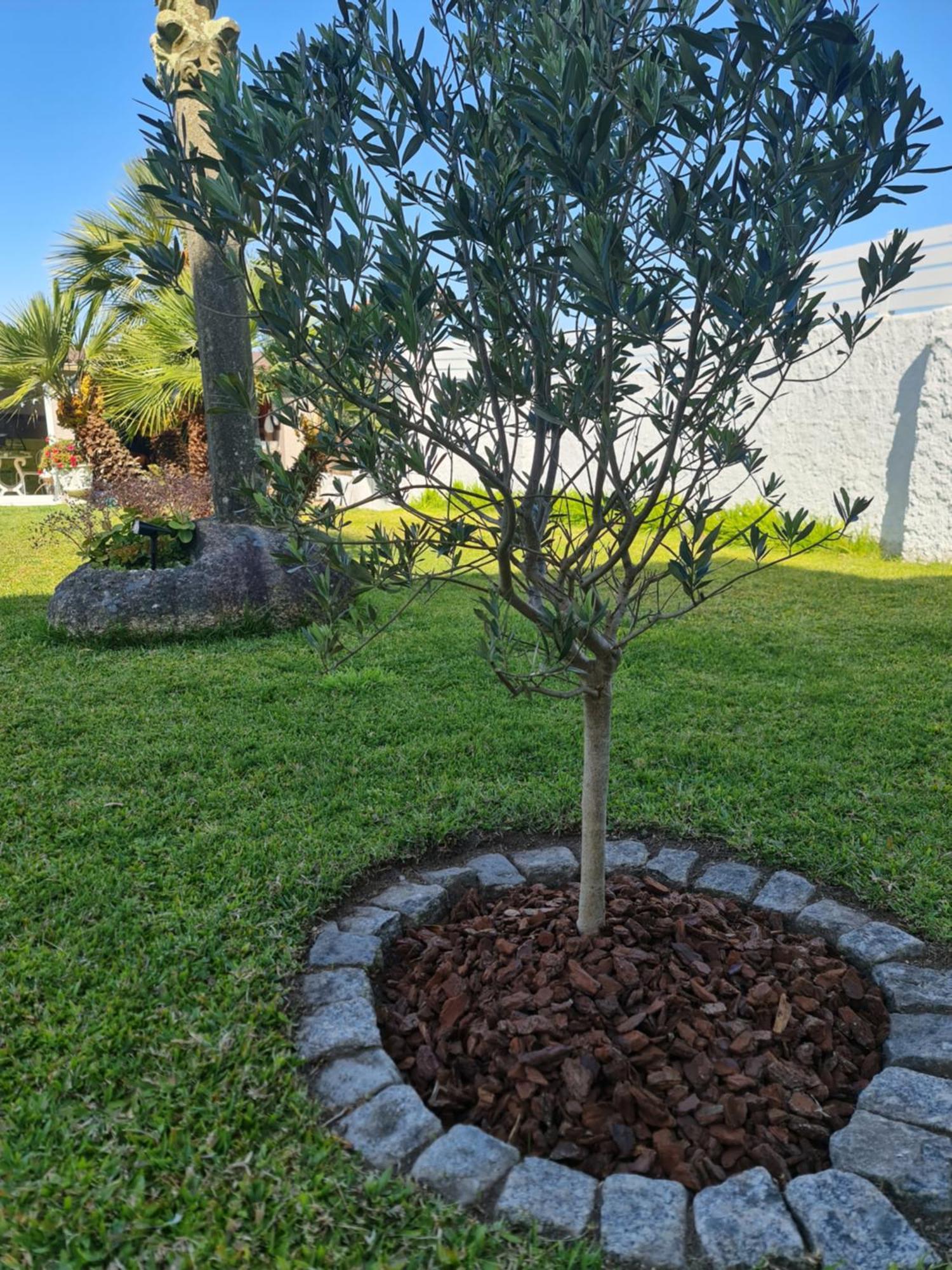Casa A Pastora Guest House Cambados Eksteriør bilde